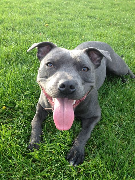 blue staffordshire terrier.